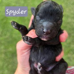 Spyder - male Cavapoochon puppy in Bullard, Texas from Cavapoochon Central LLC