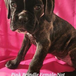 Willow - Brindle female Boxer puppy in Faribault, Minnesota from Laelaps Boxers