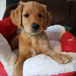 Bernedoodle and Goldendoodle Puppies from Sukisdoodles