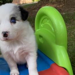 Shona - White and blue merle Border Collie puppy in Huntersville, North Carolina from MJ Border Collies