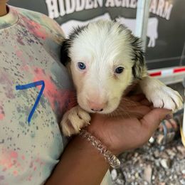 Boy 7 - Blue merle male Border Collie puppy in Rural Retreat, Virginia from Hidden Acres Farm Corgis