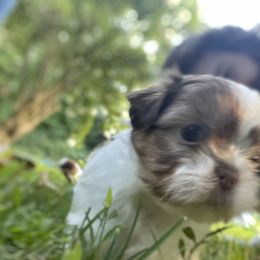 Shih Tzu Puppies from Dempsey’s Darlings