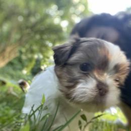 Shih Tzu Puppies from Dempsey’s Darlings