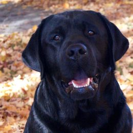 Kenai - Labrador Retriever