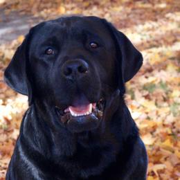 Kenai - Labrador Retriever
