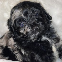 Cockapoos and Poodles from Designer Puppy Boutique