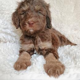 Mercy - Phantom female Bernedoodle puppy in Marion County, Ohio from Hatten Homestead Kennels