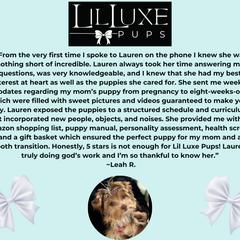 Morkie and Shorkie Puppies from Lil Luxe Pups