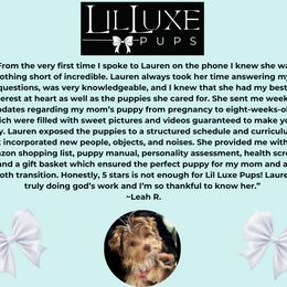 Morkie and Shorkie Puppies from Lil Luxe Pups