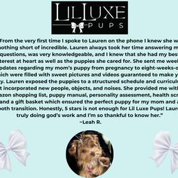 Morkie and Shorkie Puppies from Lil Luxe Pups