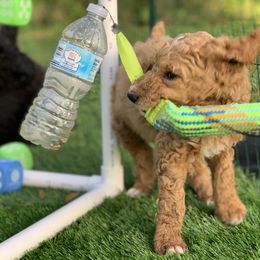 Poodle Puppies from Forest City Standards