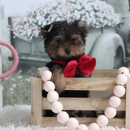 LANCE - Black and gold male Yorkshire Terrier puppy in Hughesville, Missouri from Puppykiss4u