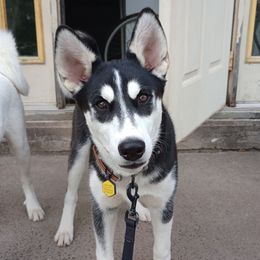 Companion Cross puppies from High Mountain Crosses