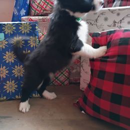 Earnest ( Curly Bill) - Black and white male Border Collie puppy in Dundy County, Nebraska from Stag Valley Homestead
