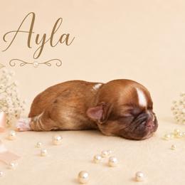 Shih Tzu Puppies from Shih Tzu Puppy in Orlando