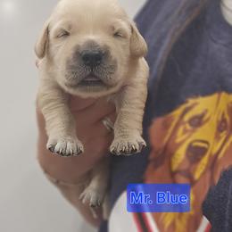 Mr. Blue - Light golden male Golden Retriever puppy in Mocksville, North Carolina from Hunting Creek Kennels & Farm