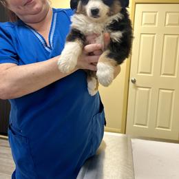 German Shepherd and Miniature American Shepherd Puppies from Bouchard’s Best Shepherds