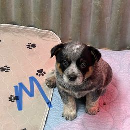 Blue collar - Blue mottled male Australian Cattle Dog puppy in Town Creek, Alabama from Crooked Creek Farm and kennel