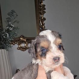 Beau - male Golden Mountain Doodle puppy in Palestine, Texas from KK's Doodle Bunch
