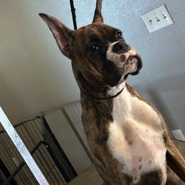 Boxer Puppies from KP Boxers