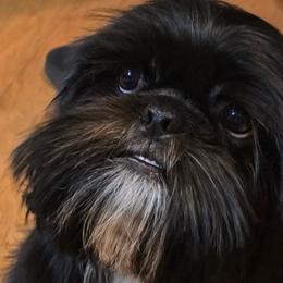 Shih Tzus from Yahaira Toro