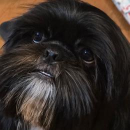 Shih Tzus from Yahaira Toro