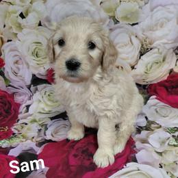 Sam - Cream male Goldendoodle puppy in Eau Claire, Wisconsin from Fisher River Doodle's