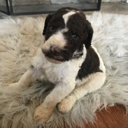 Poodle Puppies from Southern Standards Standard Poodles