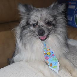 Hunnibunnies Gimzo - Blue merle male Pomeranian puppy in Cleveland, Ohio from Hunnibunnies