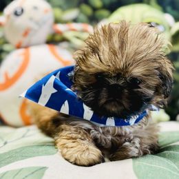 Shodu - Sable male Shih Tzu puppy in Mesa, Arizona from House of Zen Shihtzus