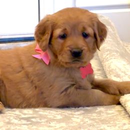 Golden Retriever and Labrador Retriever Puppies from All Around Retrievers