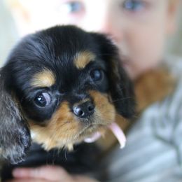 Cavalier King Charles Spaniel Puppies from Applewood Cavaliers