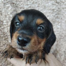 Boy 1 - Black and tan male Dachshund puppy in Clayton, Indiana from Love Struck Miniature Dachshunds