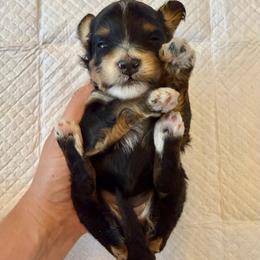 Tricolor Female 2 - Tri-color female Bernedoodle puppy in Brooksville, Florida from Kruger Doodles