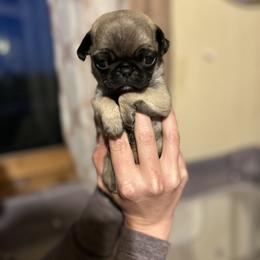 Pug Puppies from Squishy and Snorts