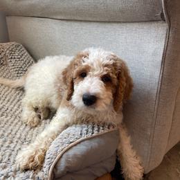 Biscuit - Parti male Goldendoodle puppy in Sugarcreek, Ohio from True Hearted Doodles