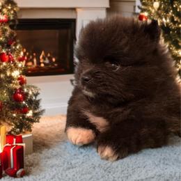 Mini Oreo - Black male Pomeranian puppy in North Port, Florida from West Coast Diva Pupz