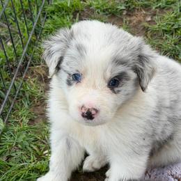 HONOR - Slate merle male Border Collie puppy in Lakeview, Michigan from Haven Creek Farm