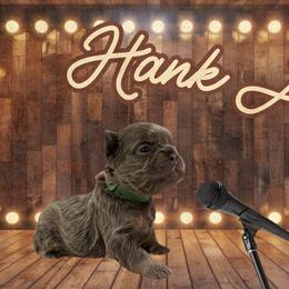 Hank Jr - Blue male French Bulldog puppy in Ennis, Texas from Family Farm Frenchies