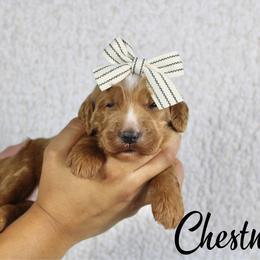 Chestnut - Apricot female Goldendoodle puppy in Casa Grande, Arizona from AzDoodle Dandies