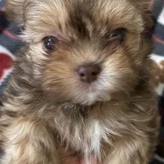 Mi-Kis from Misty Morning Mi-kis