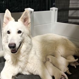 Girl 2 - White female Berger Blanc Suisse puppy in Brooksville, Florida from Vom Hundhaus Shepherds