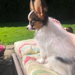 Papillon Puppies from Belladonna Papillons