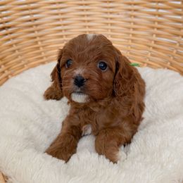 Steven - Red male Cavapoo puppy in Apache Junction, Arizona from Coffey House Doodles