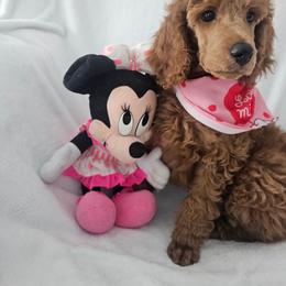 Blue - Red  male Poodle puppy in Milford, Michigan from Cuddley-Poods Moyen poodles