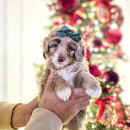 Clara - Chocolate merle female Bernedoodle puppy in Russell Springs, Kentucky from 270 Doodles