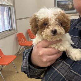Waylon - Parti male Poodle puppy in Hopkins, Missouri from Mowry Creek Mini Aussiedoodles and More