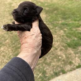 Hottie chocolate - Liver male Miniature Schnauzer puppy in Groesbeck, Texas from Ranch 4M