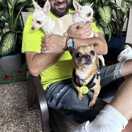 Chihuahua Puppies from Little Family Paws