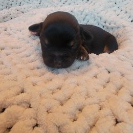 Havapoo Puppies from Little Wyo Doodles
